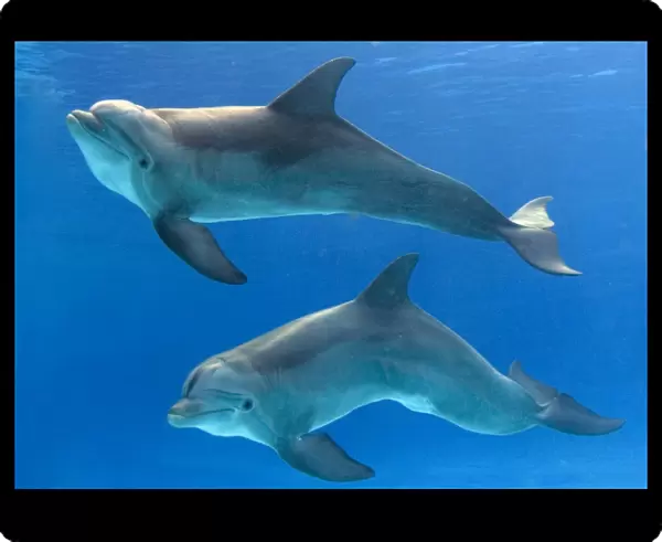 Bottlenose Dolphins - underwater