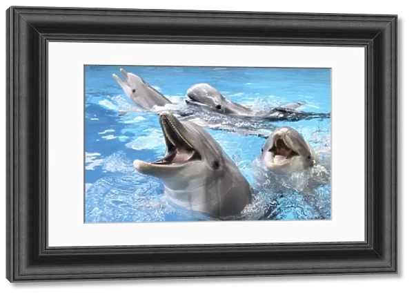 Bottlenose Dolphins - with mouths open above surface
