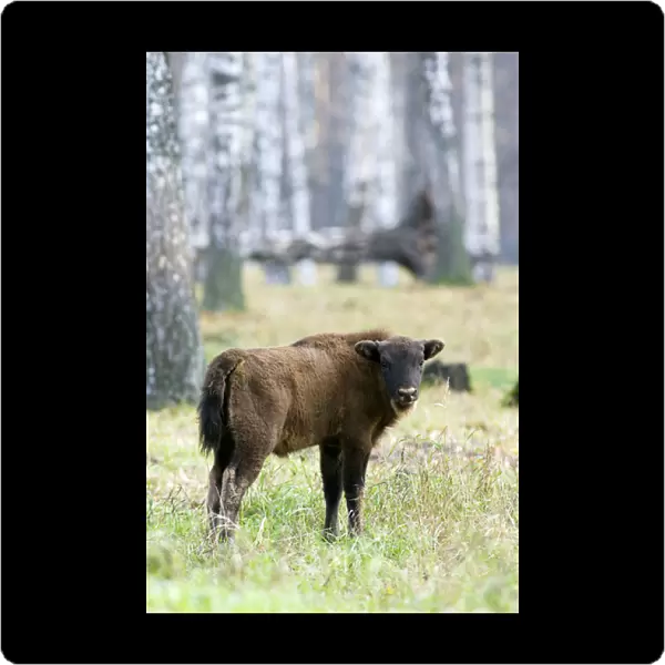 European Bison - young calf - a member of a larger