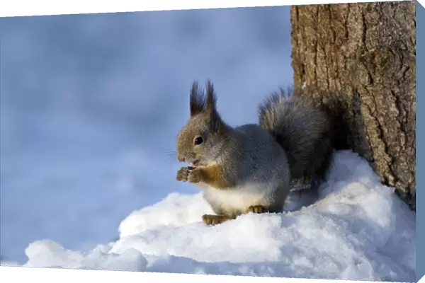 Red Squirrel - feeds actively on sunflower seeds