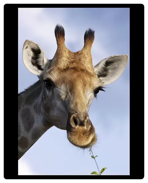 Giraffe - feeding on plant leaves