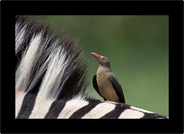 Red-billed Oxpecker - on the back of a Zebra