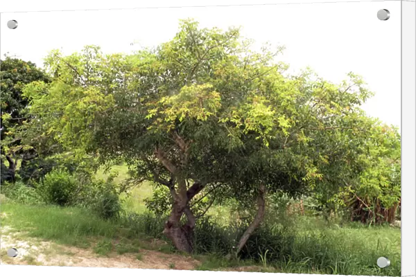 Marula Tree
