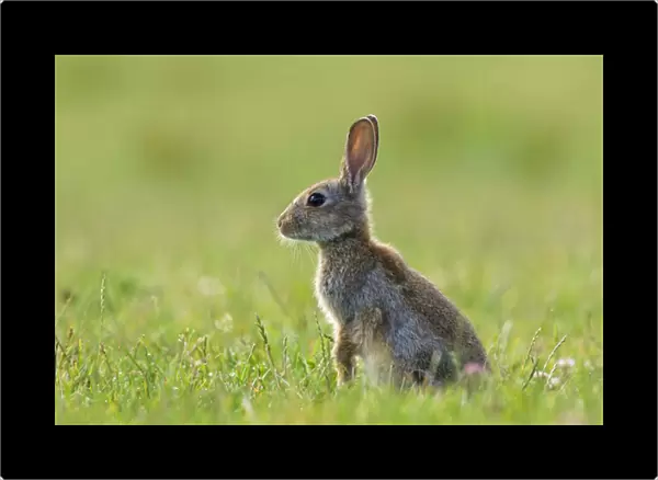 European Rabbit - young - in meadow - July