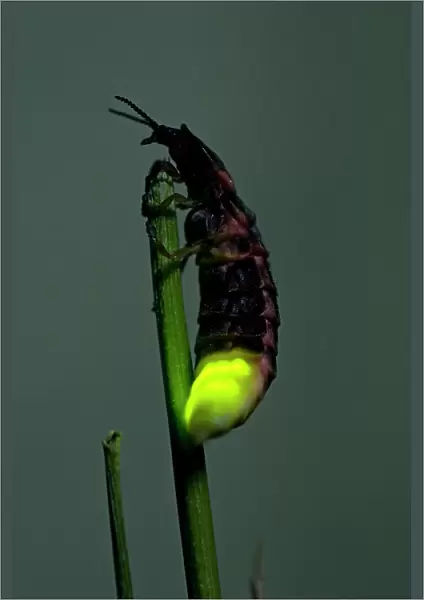 Common Glow-worm - female - attracts males by glowing