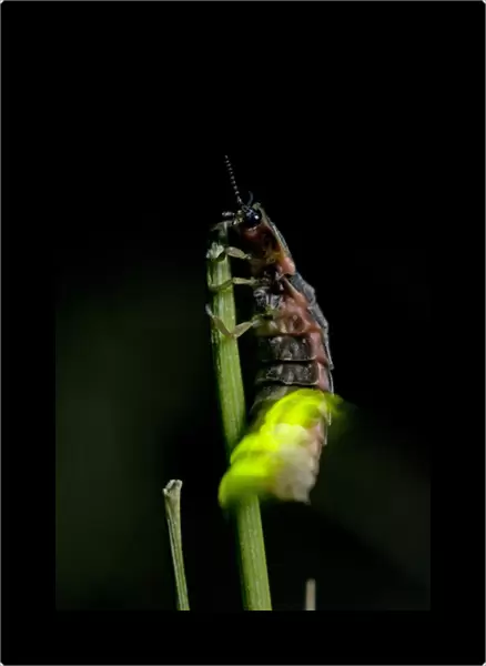 Common Glow-worm - female - climbed on top of a