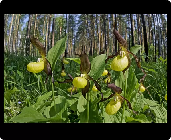 Lady Slipper - flowering wild - plants