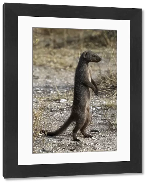 Common Dwarf Mongoose - standing on hind legs