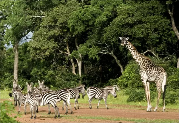 Zebras and Giraffes (Giraffa camelopardalis) invading