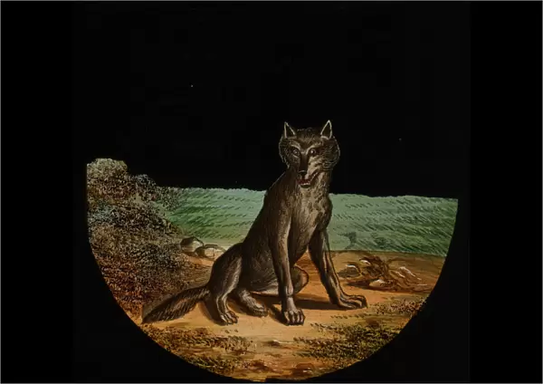 Illustration of a sitting wolf