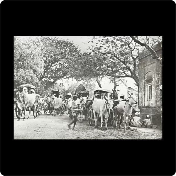 India - caravan of Bullock Ekkas on the plains, Delhi
