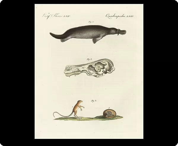 Duck-billed platypus and meadow jumping mouse