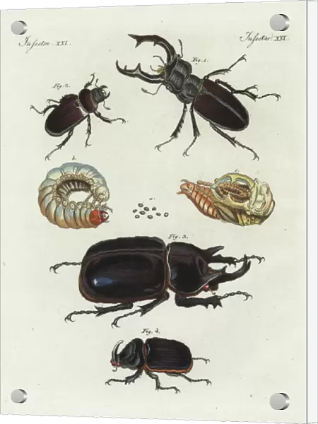 Stag beetle, rhinoceros beetle and European