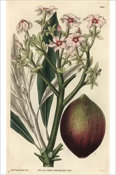 Poison tanghin or ordeal tree, Tanghinia venenifera