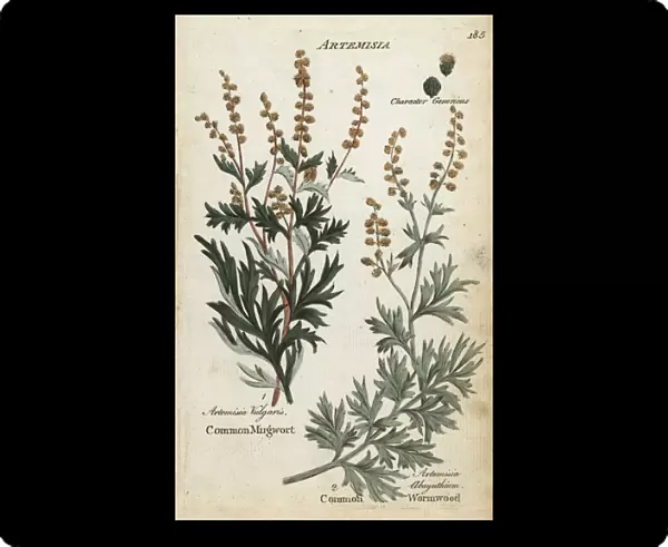 Mugwort, Artemisia vulgaris, and wormwood