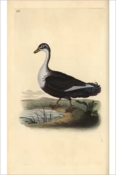 Muscovy duck (variant), Cairina moschata