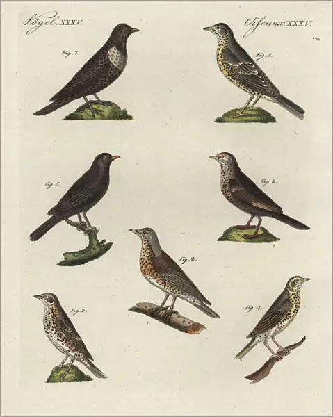 Thrushes, blackbird and ring ouzel