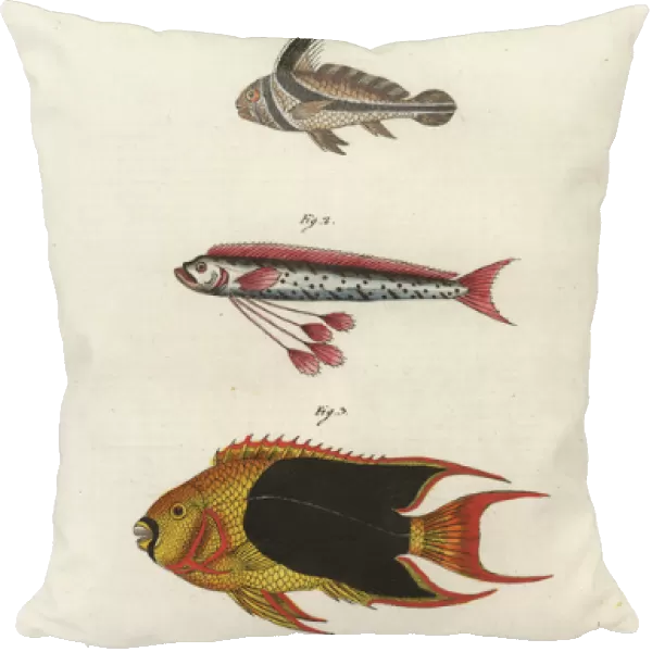 Jack-knifefish, oarfish, and rock beauty angelfish