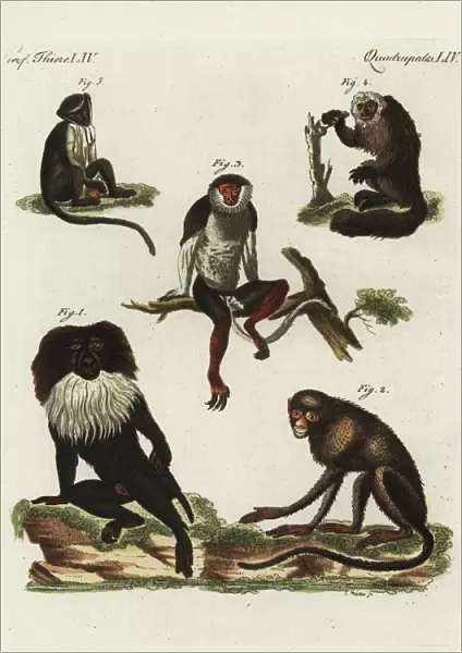 Endangered macaques, douc, saki and roloway monkey