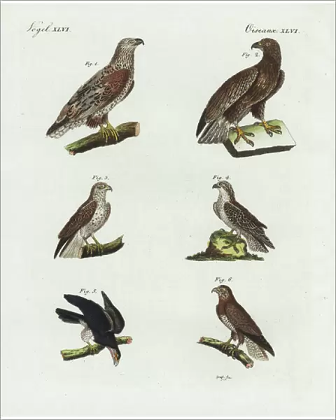 Eagles, osprey, red-tailed hawk and buzzard