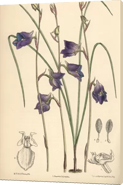 Disa lacera var multifida, blue orchid native