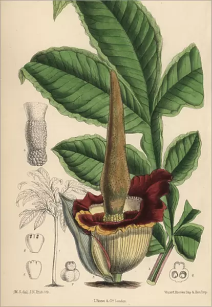 Amorphophallus eichleri, voodoo lily native