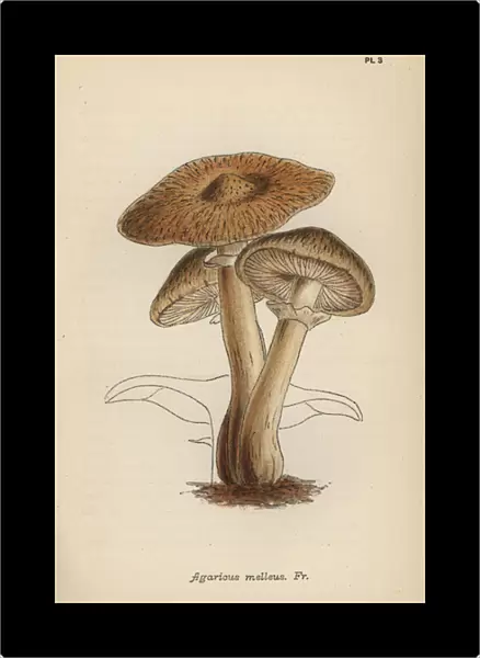 Hallimasch mushroom, Agaricus melleus