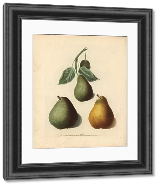 Pear varieties, Pyrus communis
