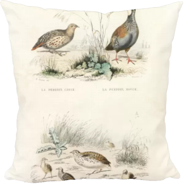 Grey partridge, red-legged partridge and quail