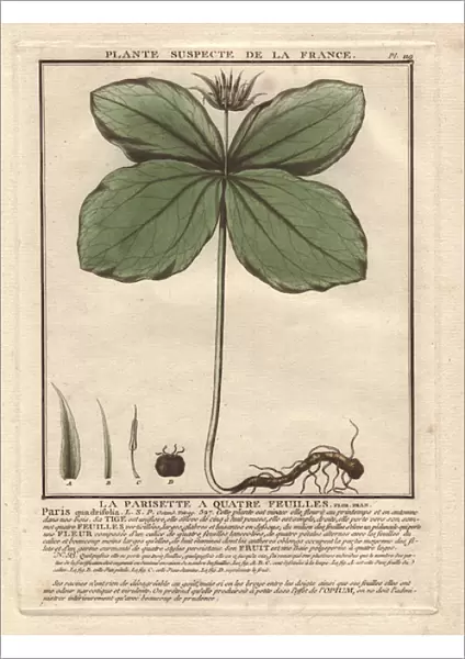 Herb Paris, True-lovers knot, Paris quadrifolia