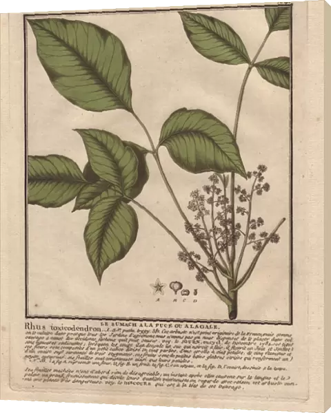 Poison ivy, Toxicodendron radicans
