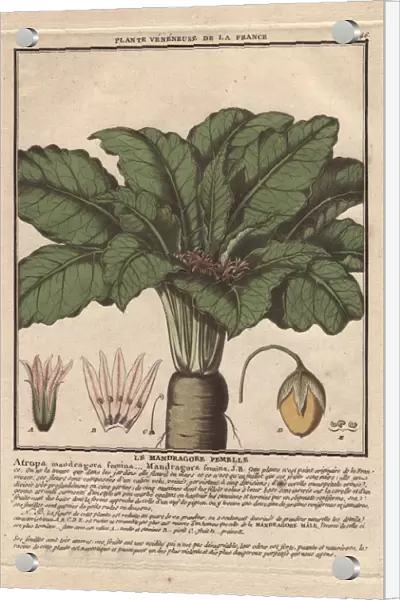 Female mandrake plant, Atropa mandragora or