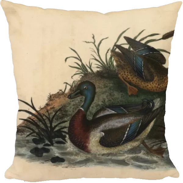 Mallard ducks, Anas platyrhynchos, male and female pair