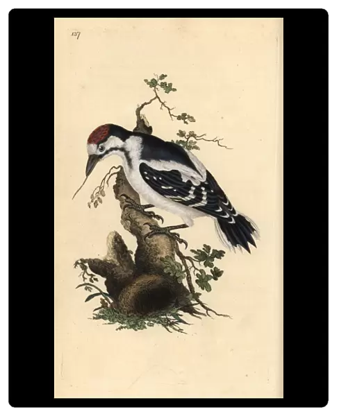 Middle spotted woodpecker, Dendrocopos medius