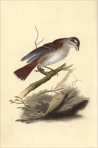 Red-backed shrike (female), Lanius collurio