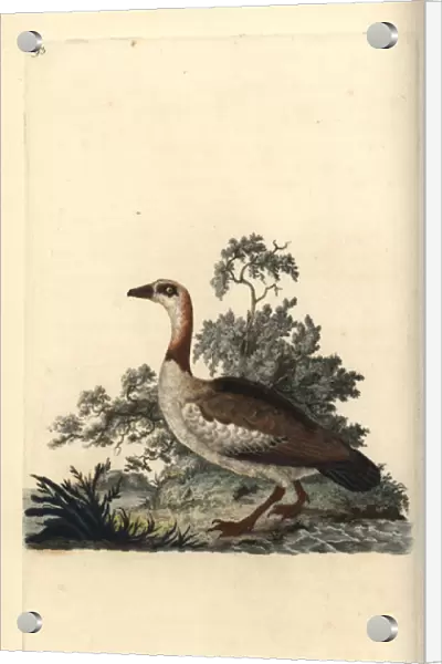 Egyptian goose, Alopochen aegyptiacus