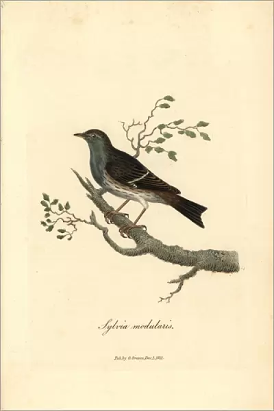 Hedge warbler or dunnock, Prunella modularis