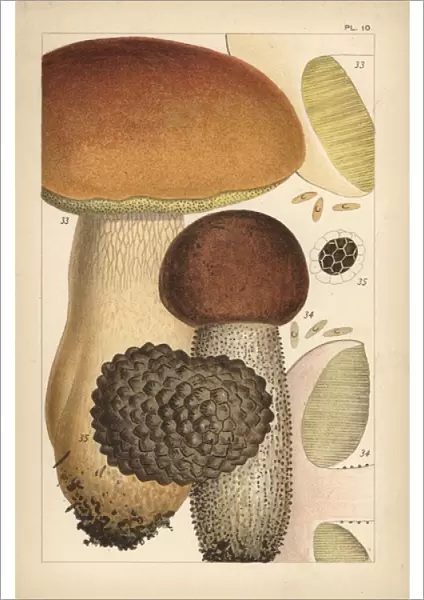 Porcino mushroom, birch bolete, and summer truffle