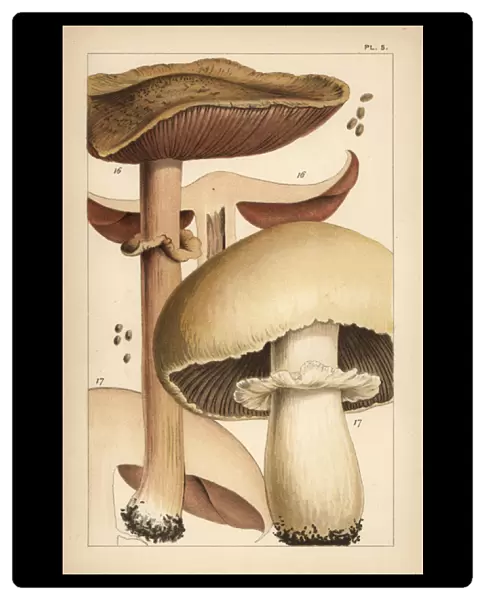 Forest mushroom and horse mushroom
