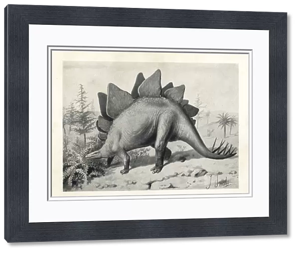 Stegosaurus ungulatus, dubious species