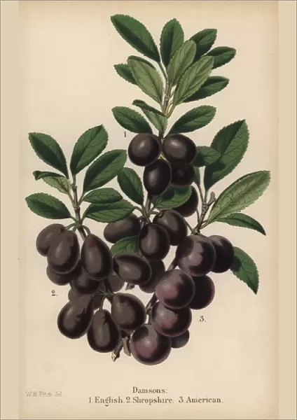 Damson plum varieties: English, Shropshire