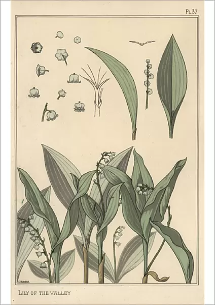 Lily of the valley, art nouveau botanical
