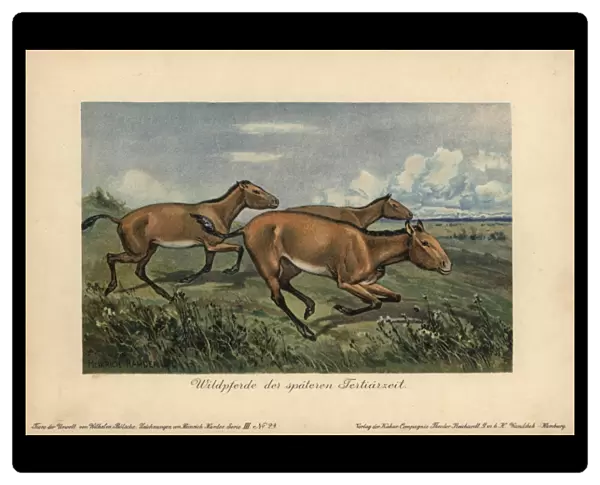 Wild horses of the later Tertiary era, extinct