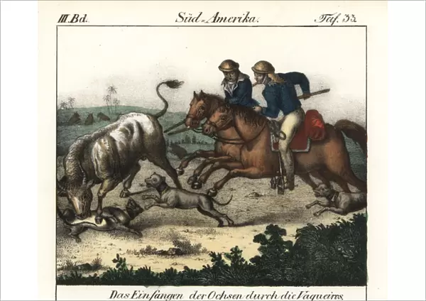 Cowboys (Vaquieros) of Brazil herding cattle