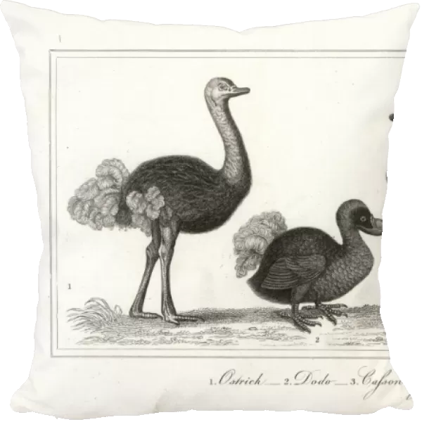 Dodo, ostrich and cassowary