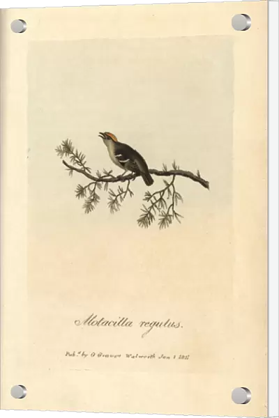 Golden crested wren, Sylvia regulus, Motacilla