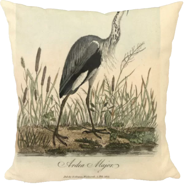 Common heron, Ardea major, Grey heron, Ardea cinerea