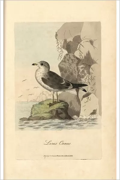 Seagull, common gull, Larus canus