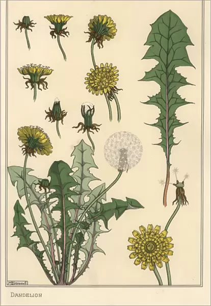 Dandelion botanical study