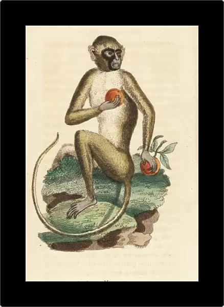 Green monkey, Chlorocebus sabaeus